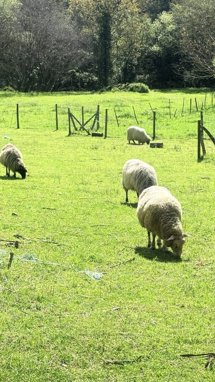 Prado con vacas en primavera
